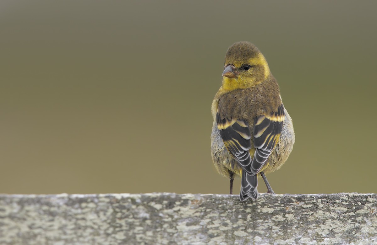 Чиж бородатий - ML197167291