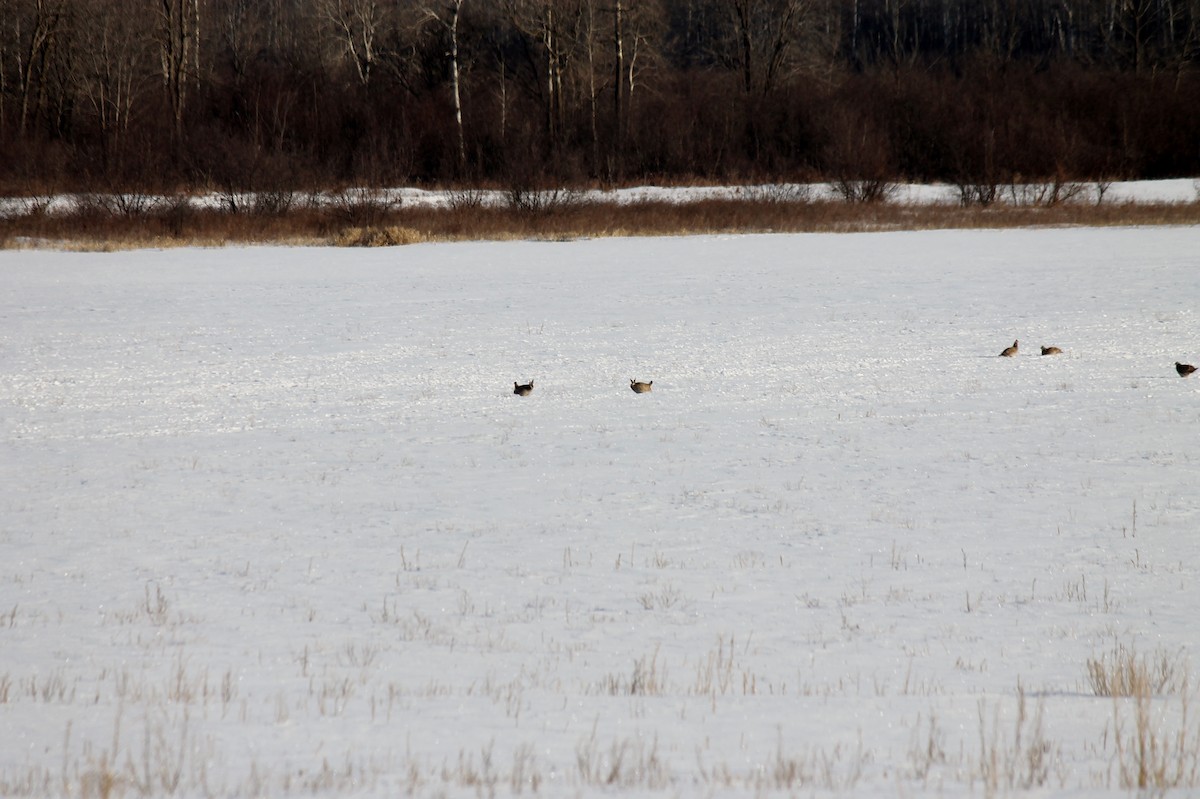 Tétras des prairies - ML197168561