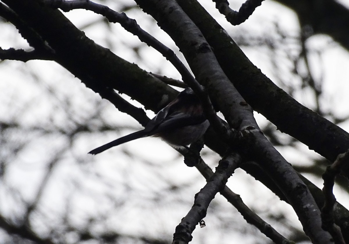 Long-tailed Tit (europaeus Group) - ML197169671