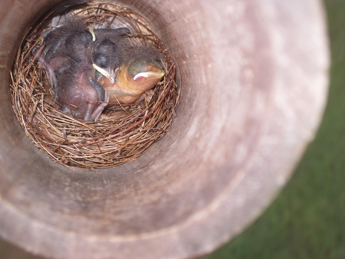 House Wren - ML197169761