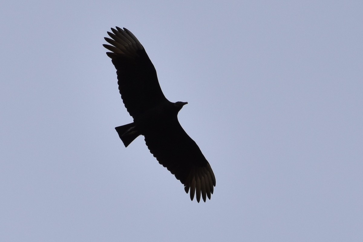 Black Vulture - Derek Hudgins