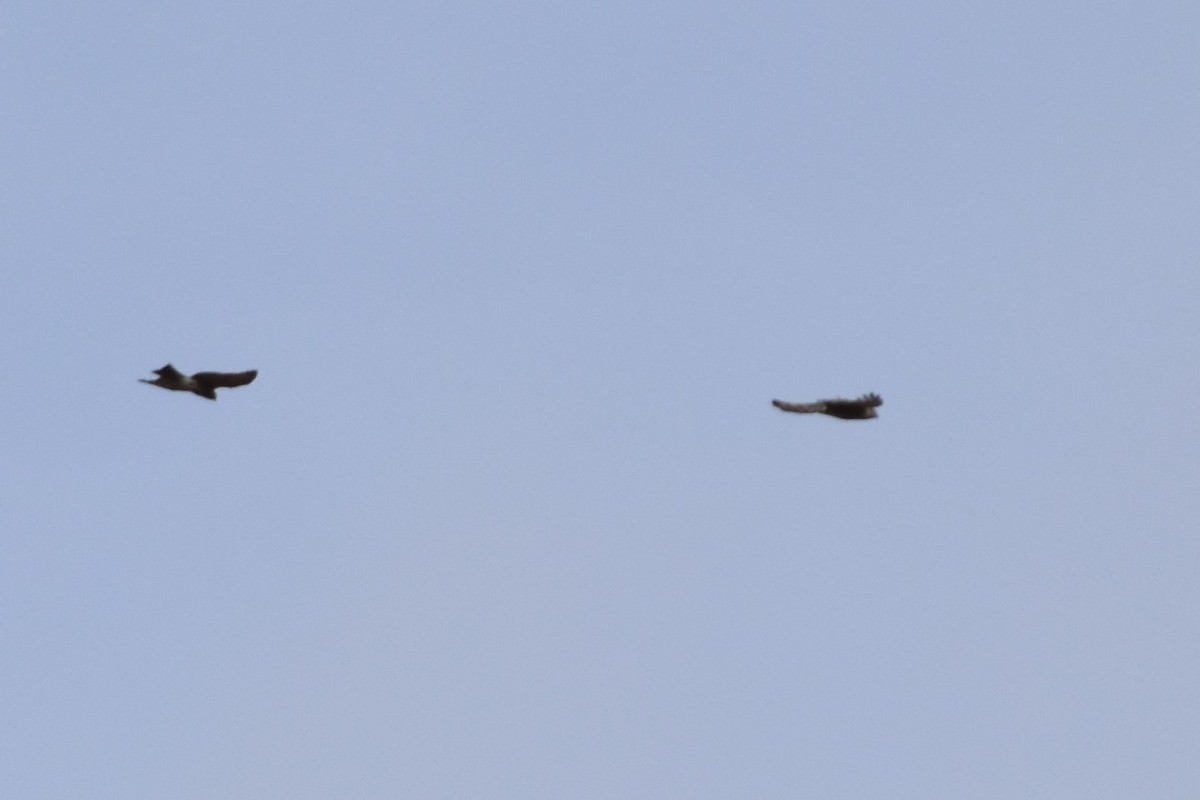 Sharp-shinned Hawk - ML197169891