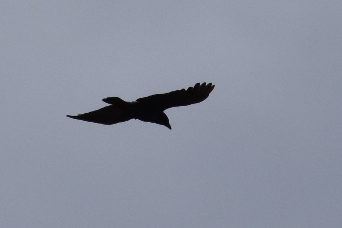 American Crow - ML197169921