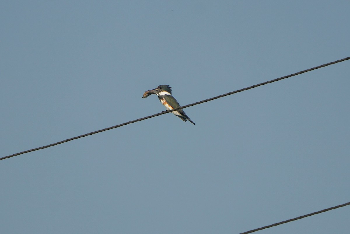 Belted Kingfisher - Tuly  Datena