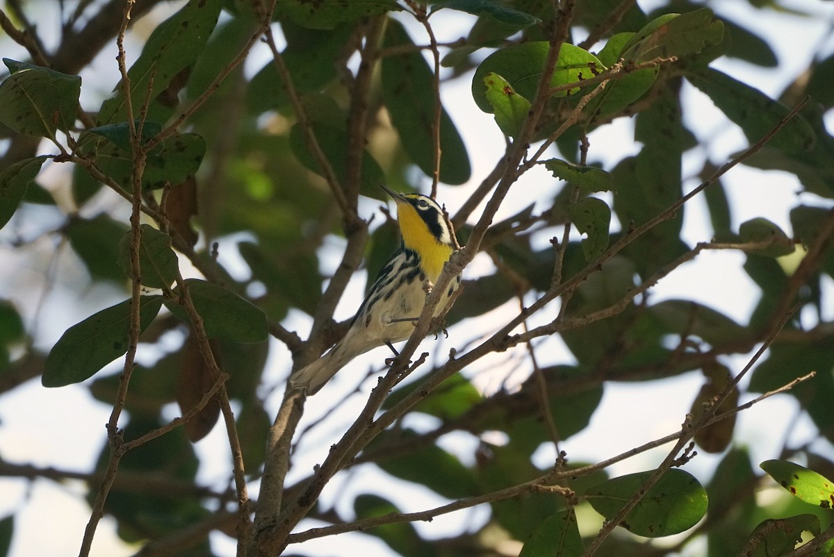 Yellow-throated Warbler - ML197173941