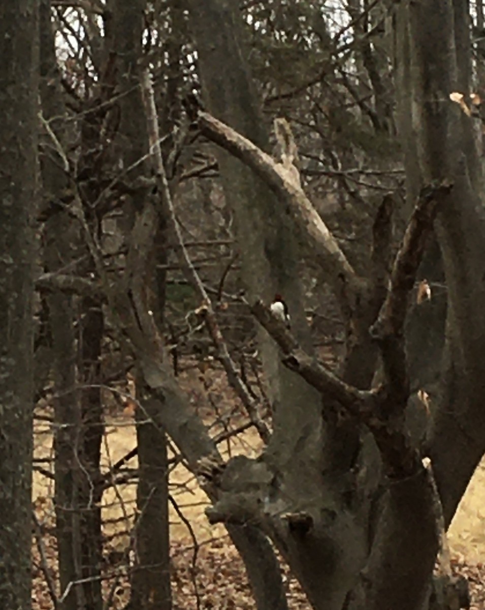 Red-headed Woodpecker - ML197176891