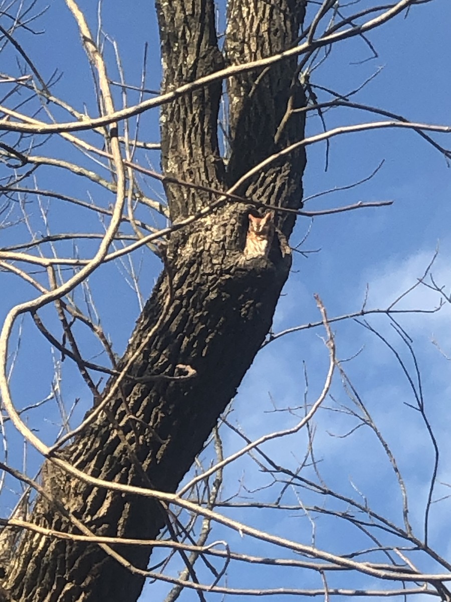 Eastern Screech-Owl - kristi cooper