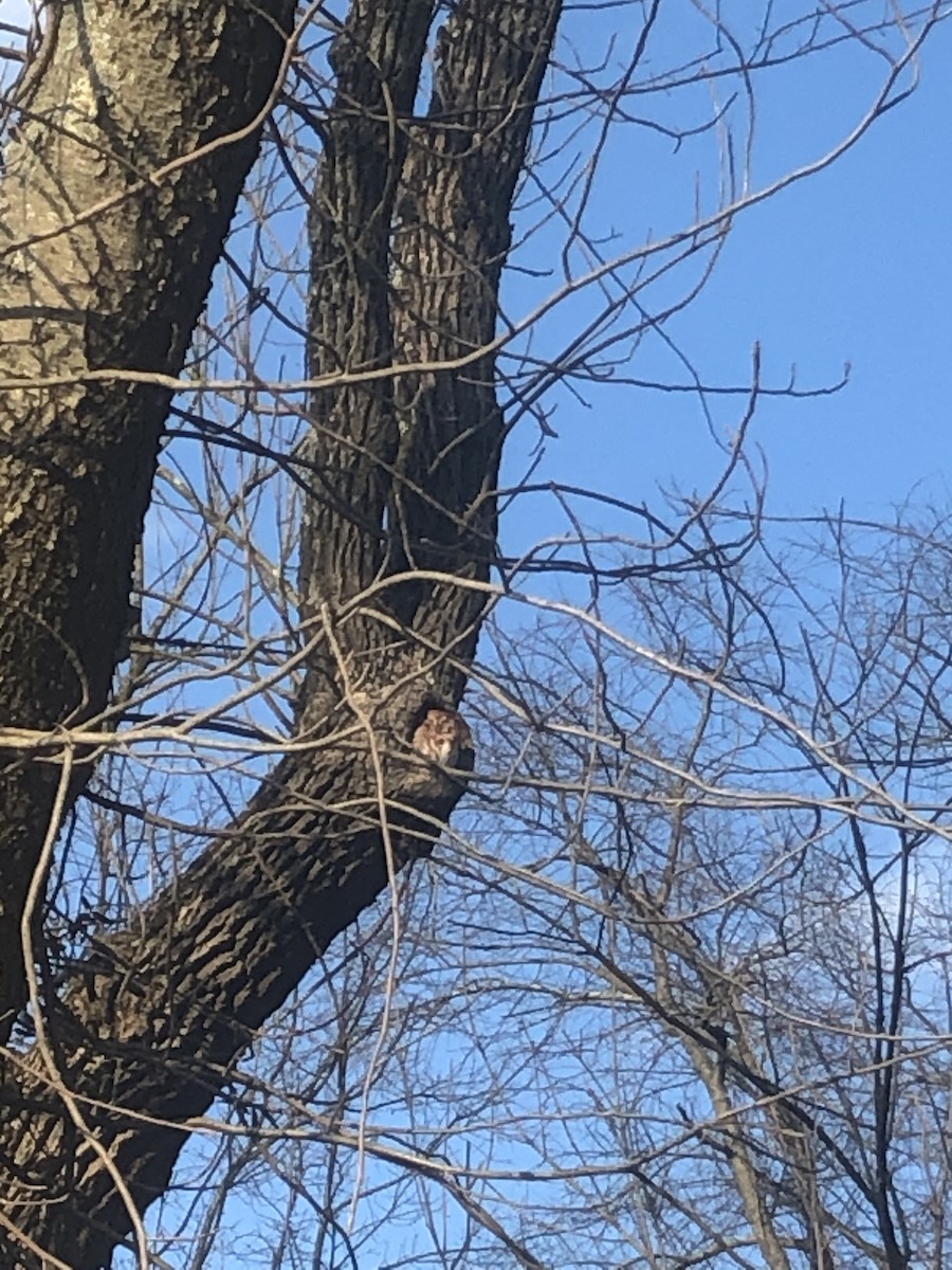 Eastern Screech-Owl - ML197177381