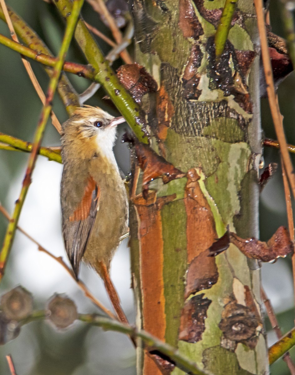 Creamy-crested Spinetail - ML197179621