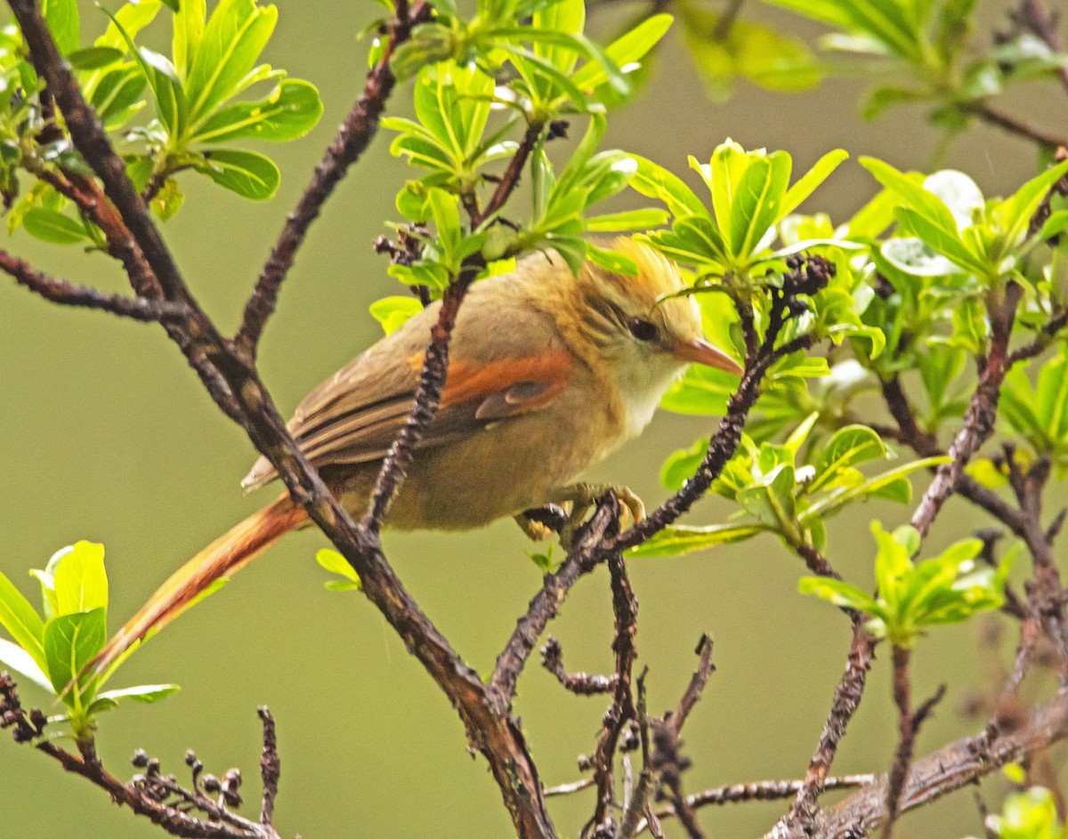 Creamy-crested Spinetail - ML197179631