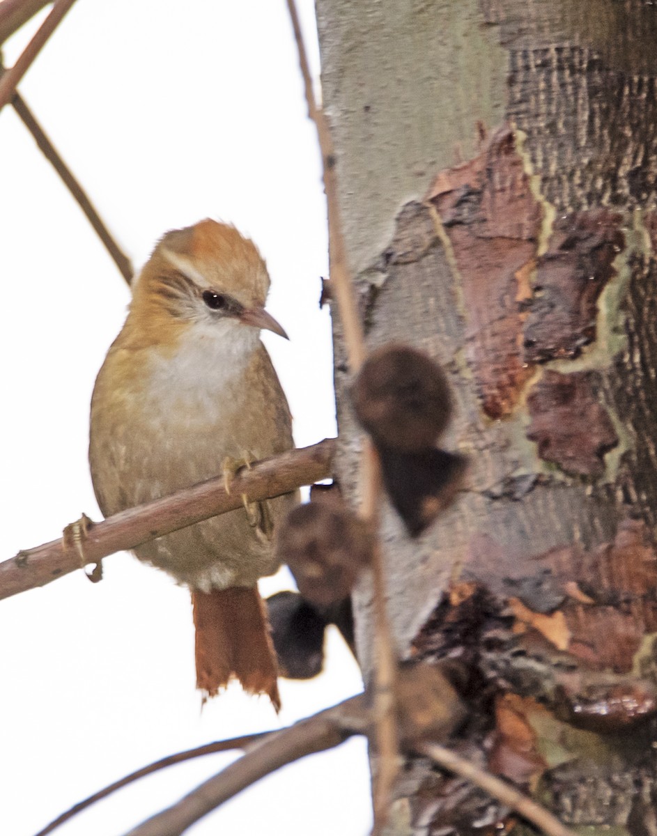 Creamy-crested Spinetail - ML197179651