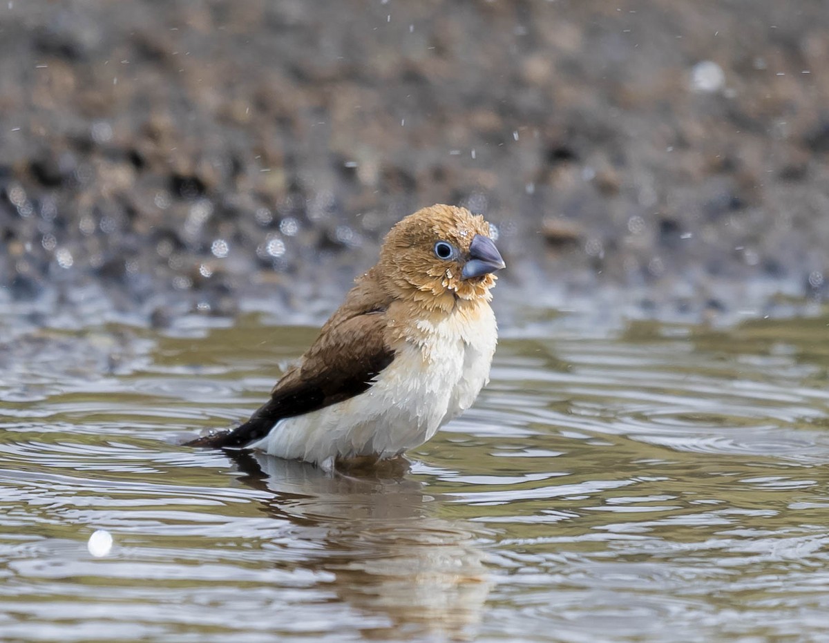 African Silverbill - ML197179661