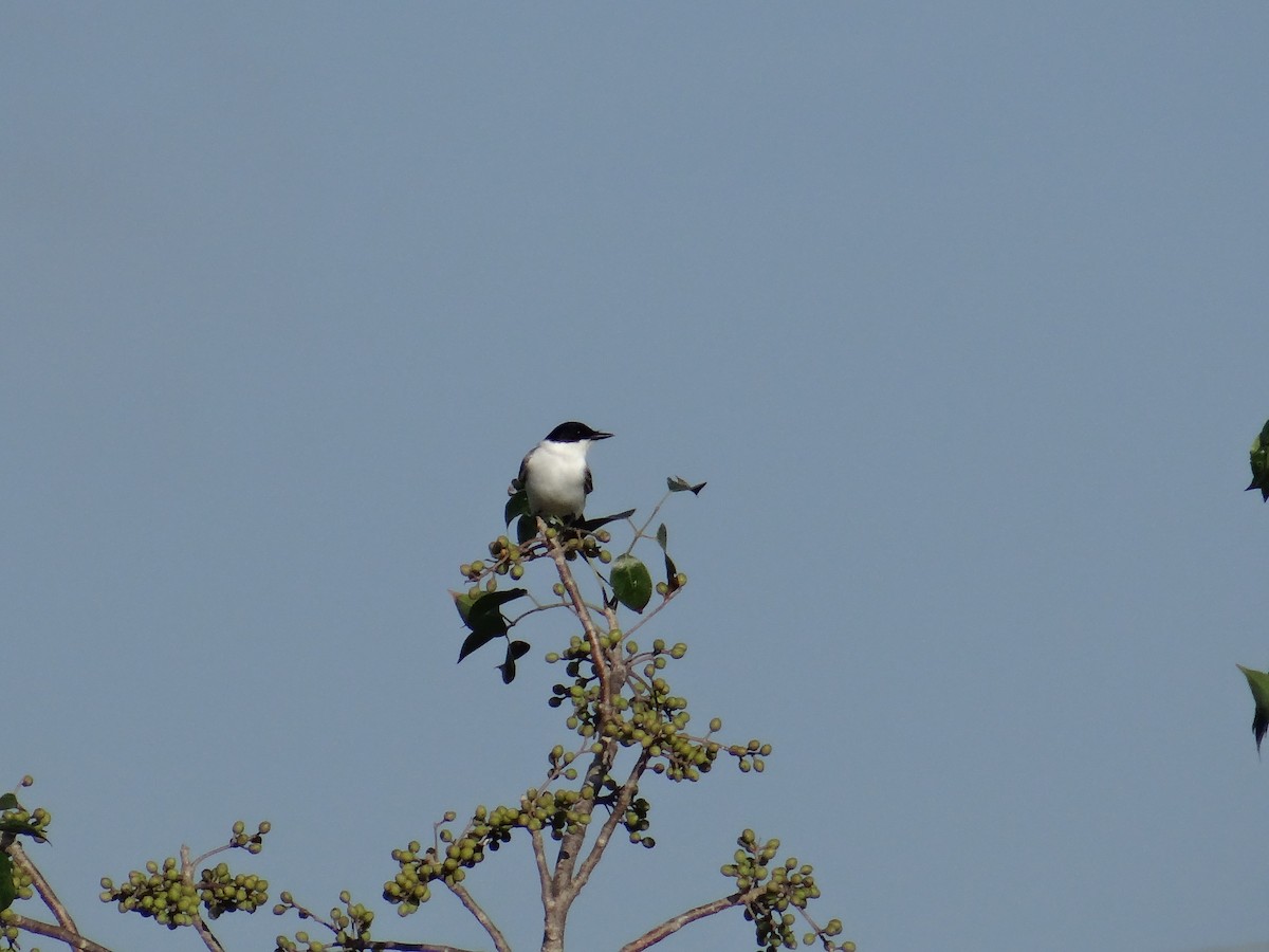 Fork-tailed Flycatcher (monachus) - ML197181311