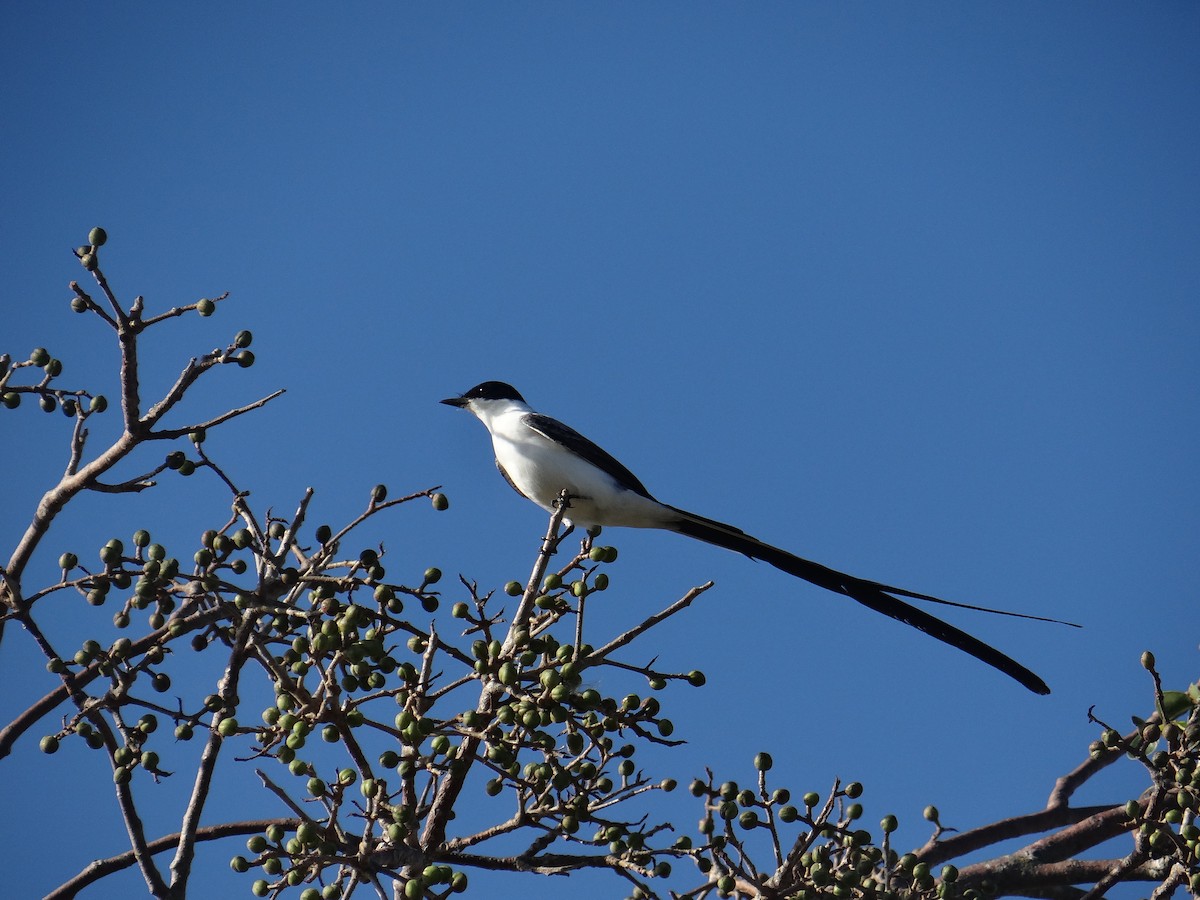 Fork-tailed Flycatcher (monachus) - ML197181371