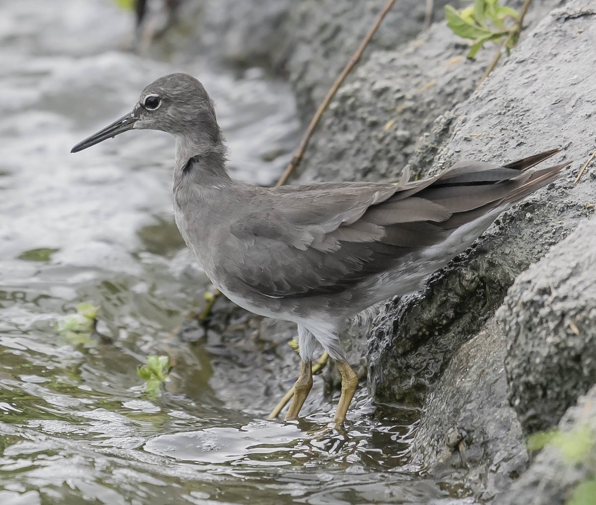 Wandering Tattler - William Richards