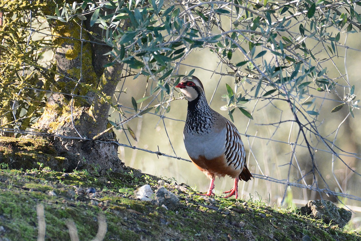 Red-legged Partridge - ML197182421