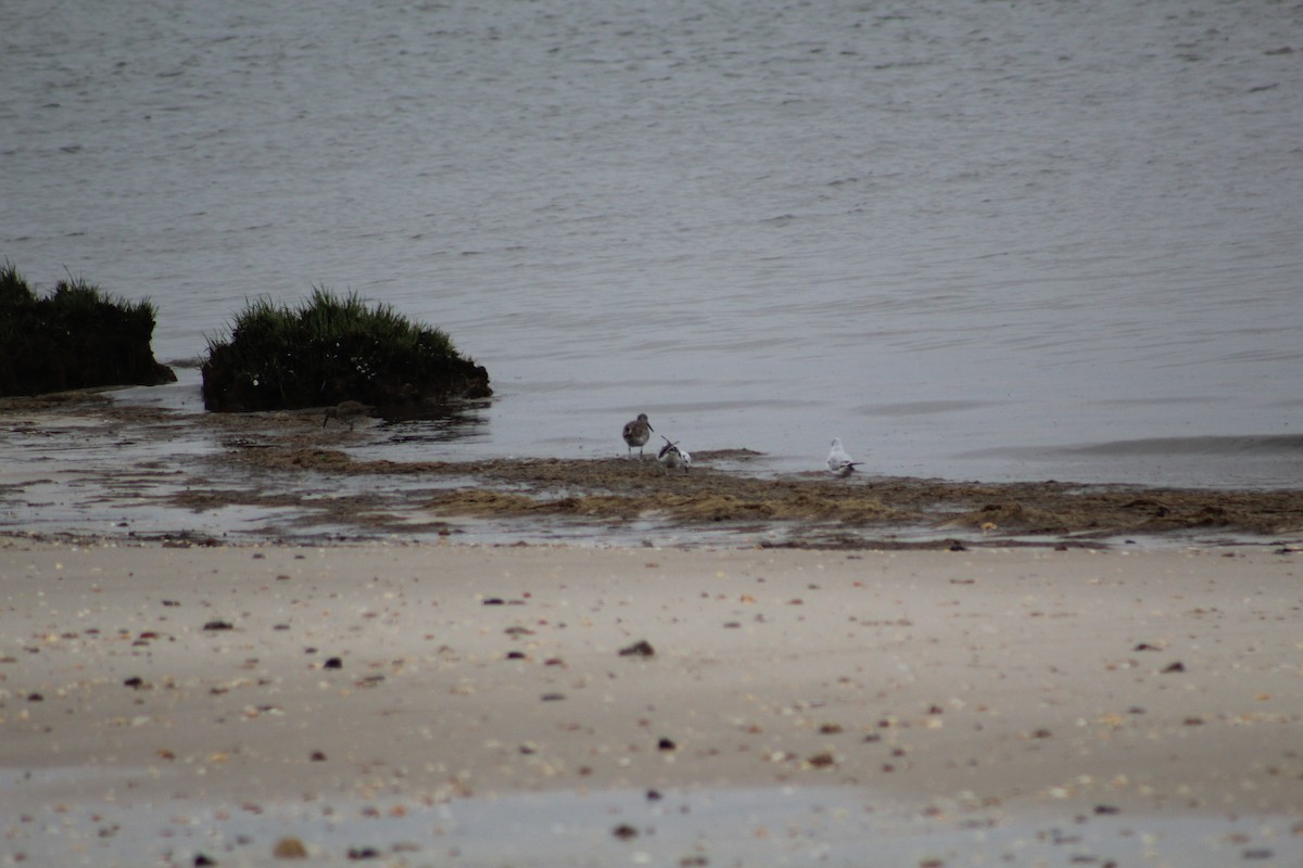 Bonaparte's Gull - ML197182651