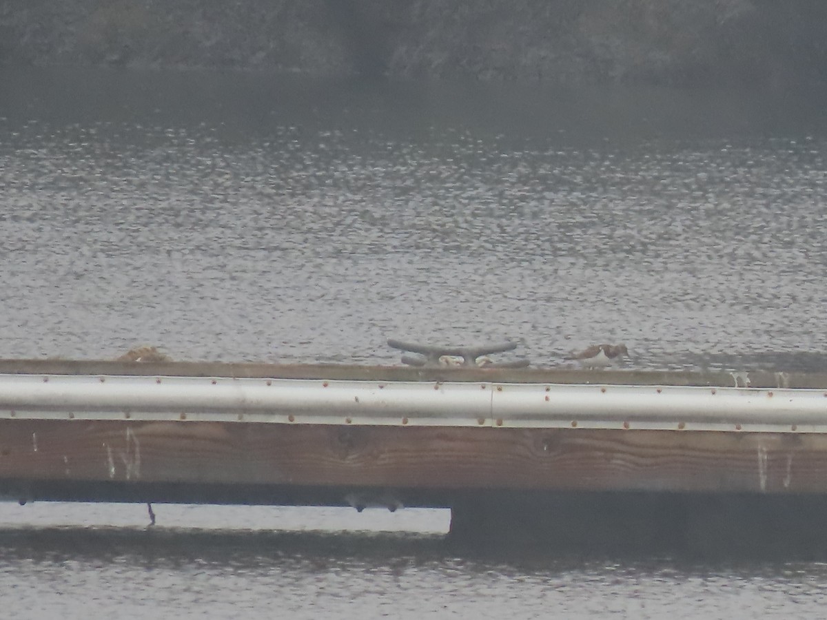 Ruddy Turnstone - ML197183181