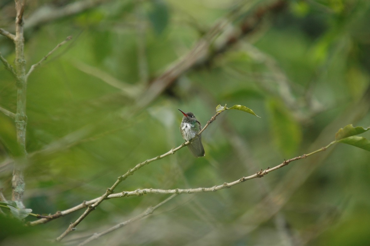 Glittering-throated Emerald - ML197185071