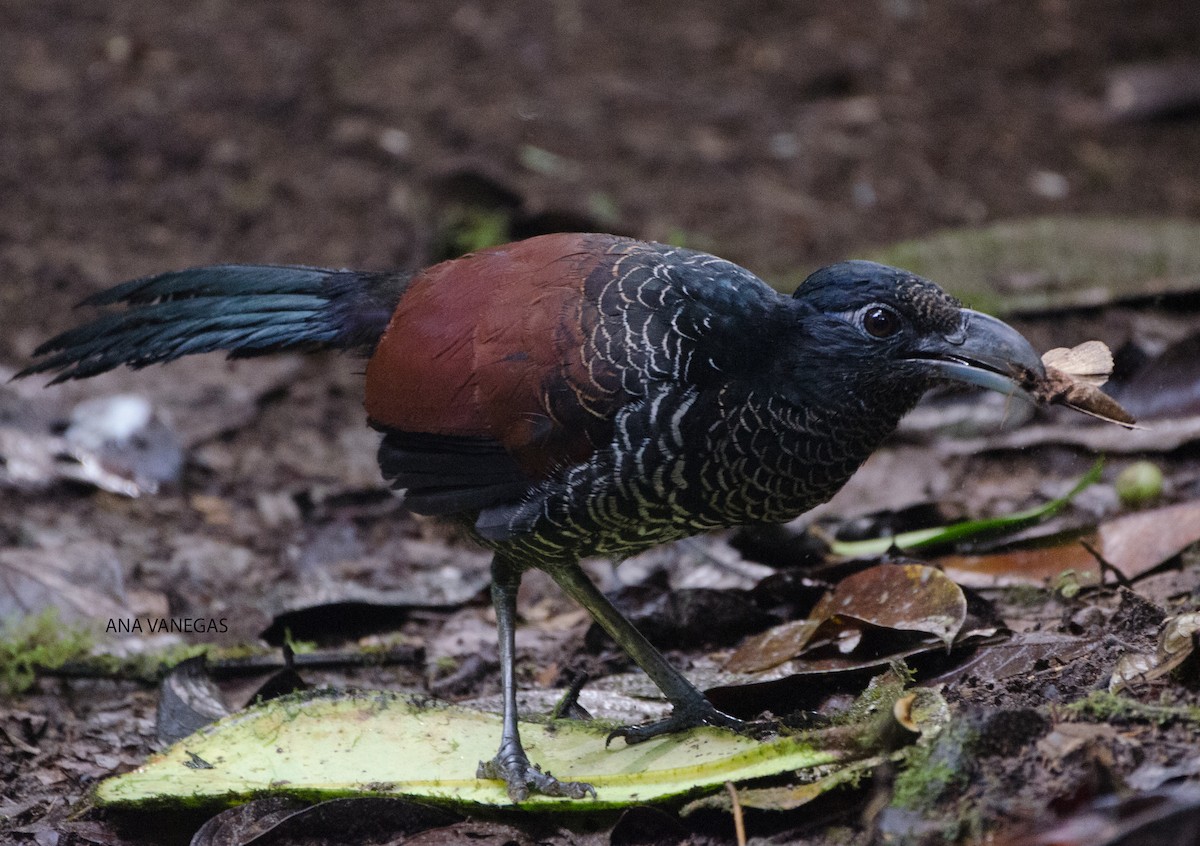 Banded Ground-Cuckoo - Ana Vanegas