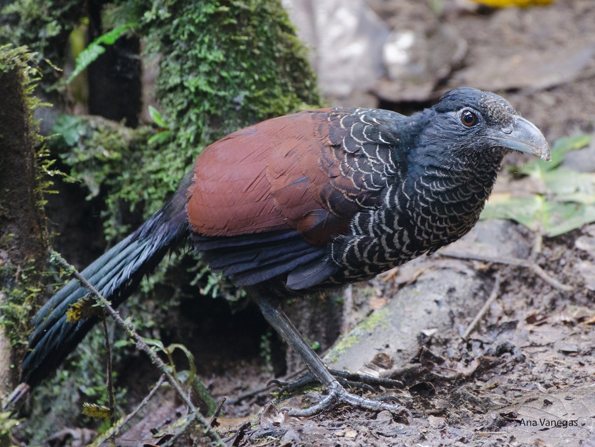 Banded Ground-Cuckoo - ML197185901