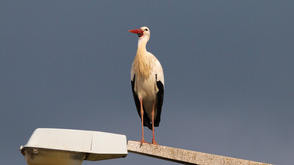 White Stork - Ricardo Mitidieri