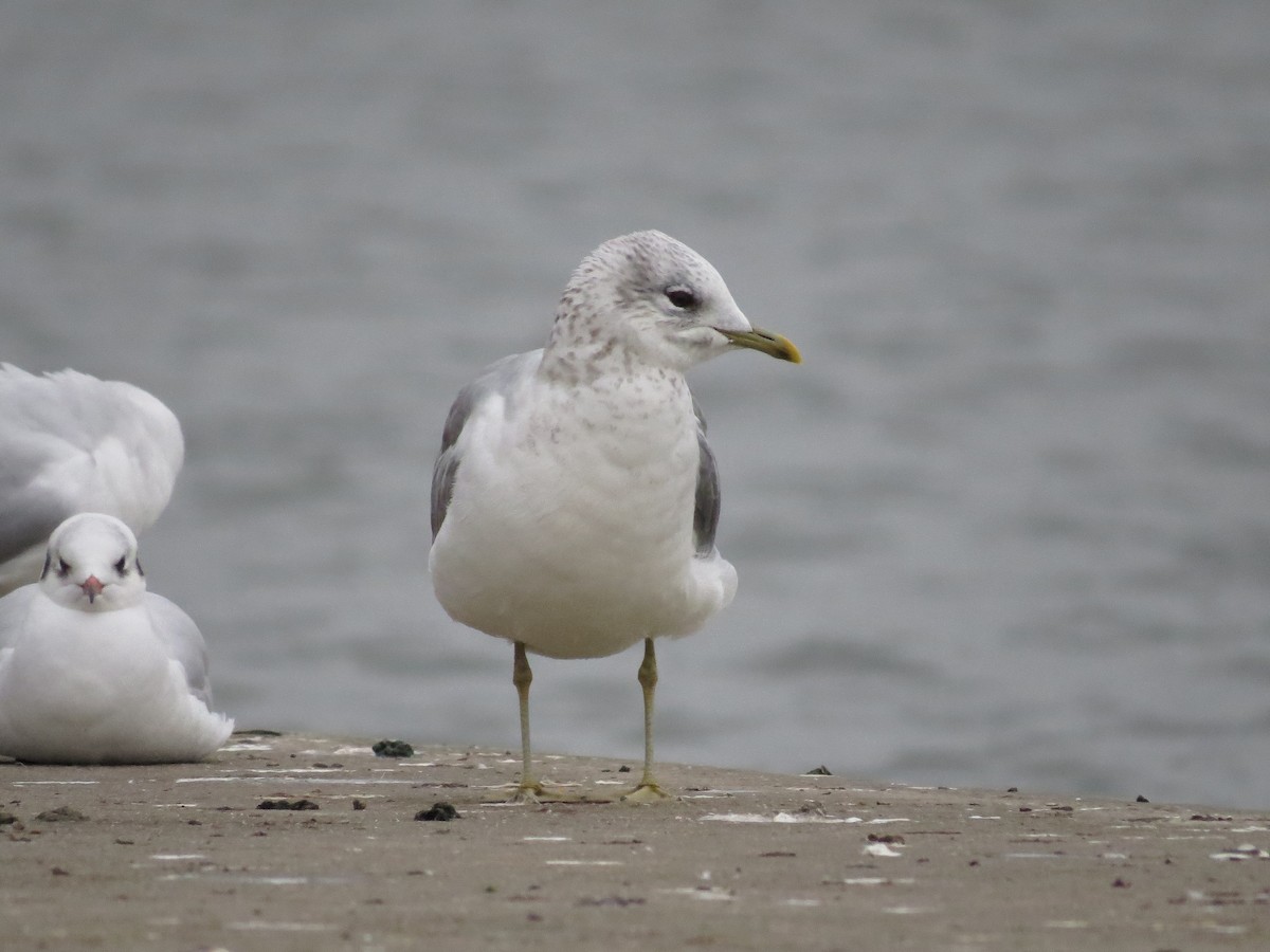 Common Gull - ML197186601