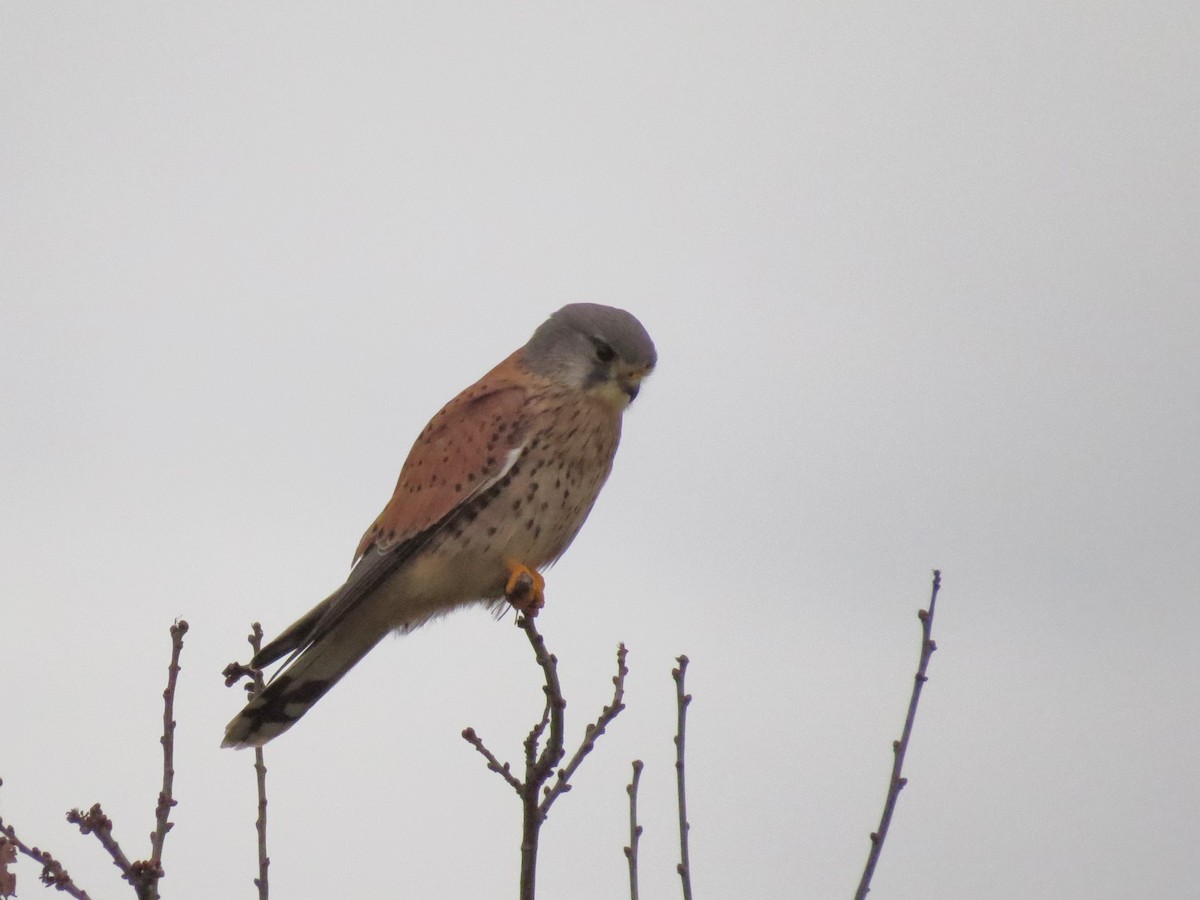 Eurasian Kestrel - ML197186831