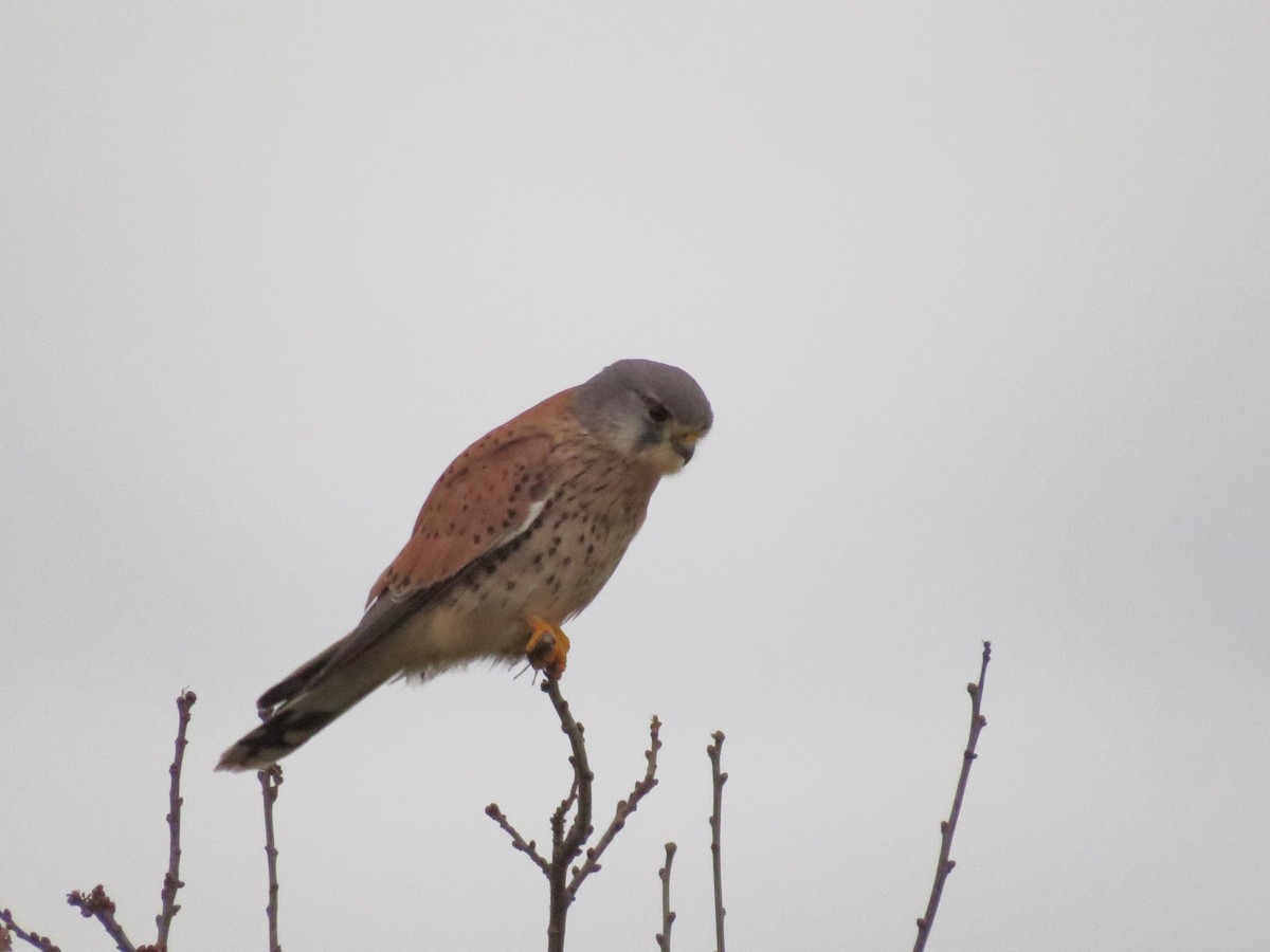 Eurasian Kestrel - ML197186841