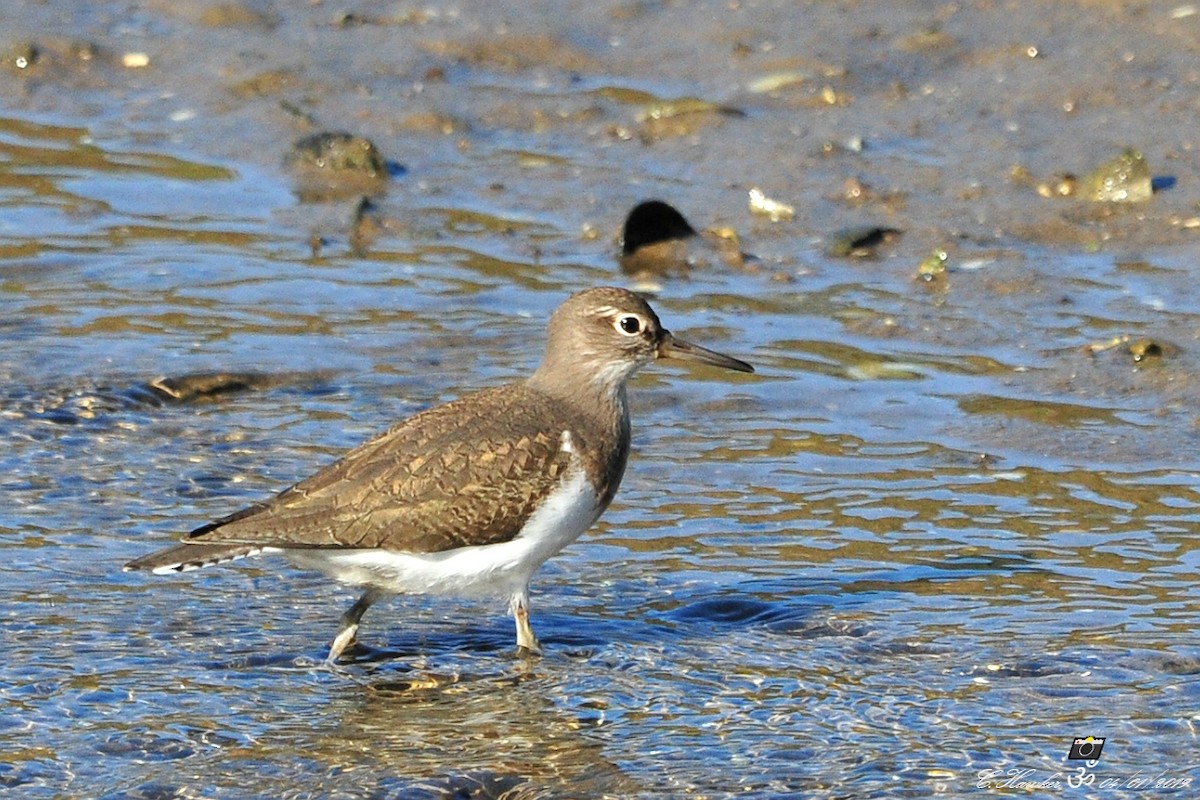 Common Sandpiper - Carl  Hawker