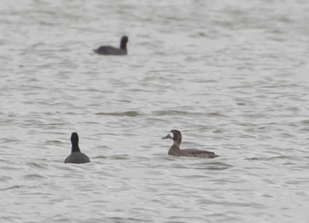 Greater Scaup - ML197188691