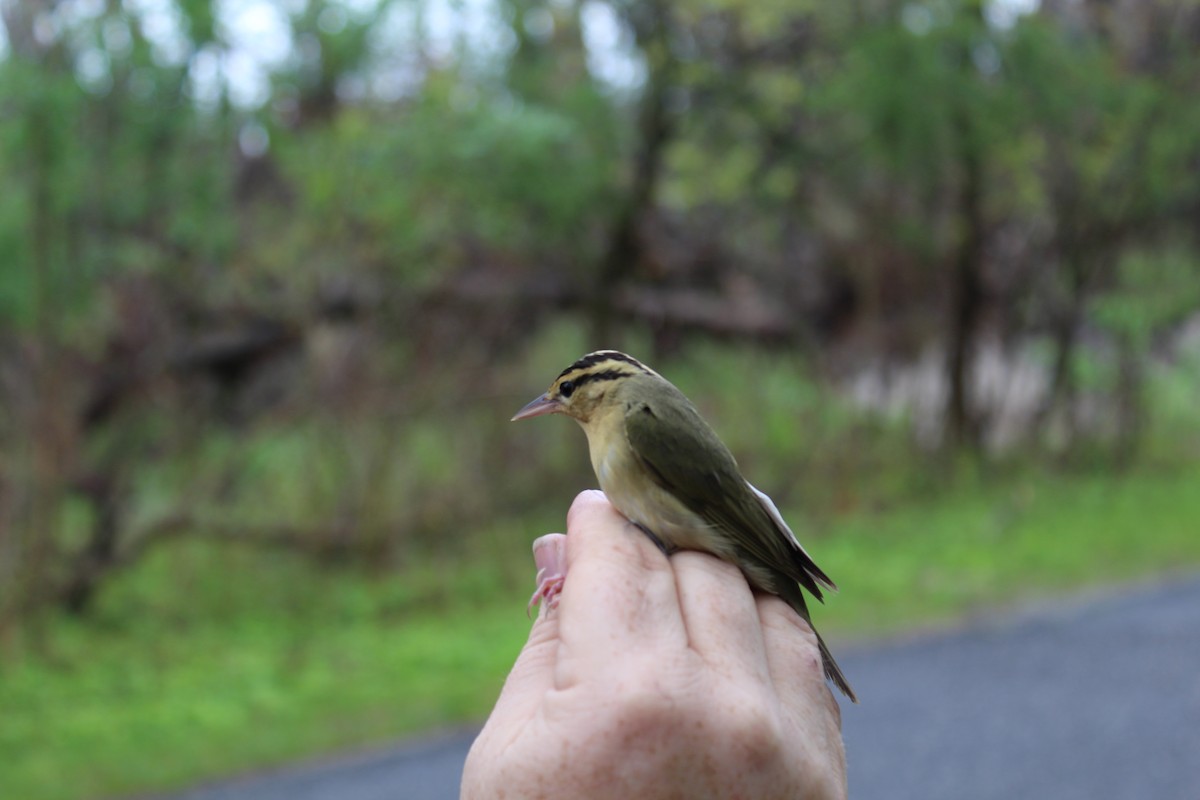 Worm-eating Warbler - Johnny Votta