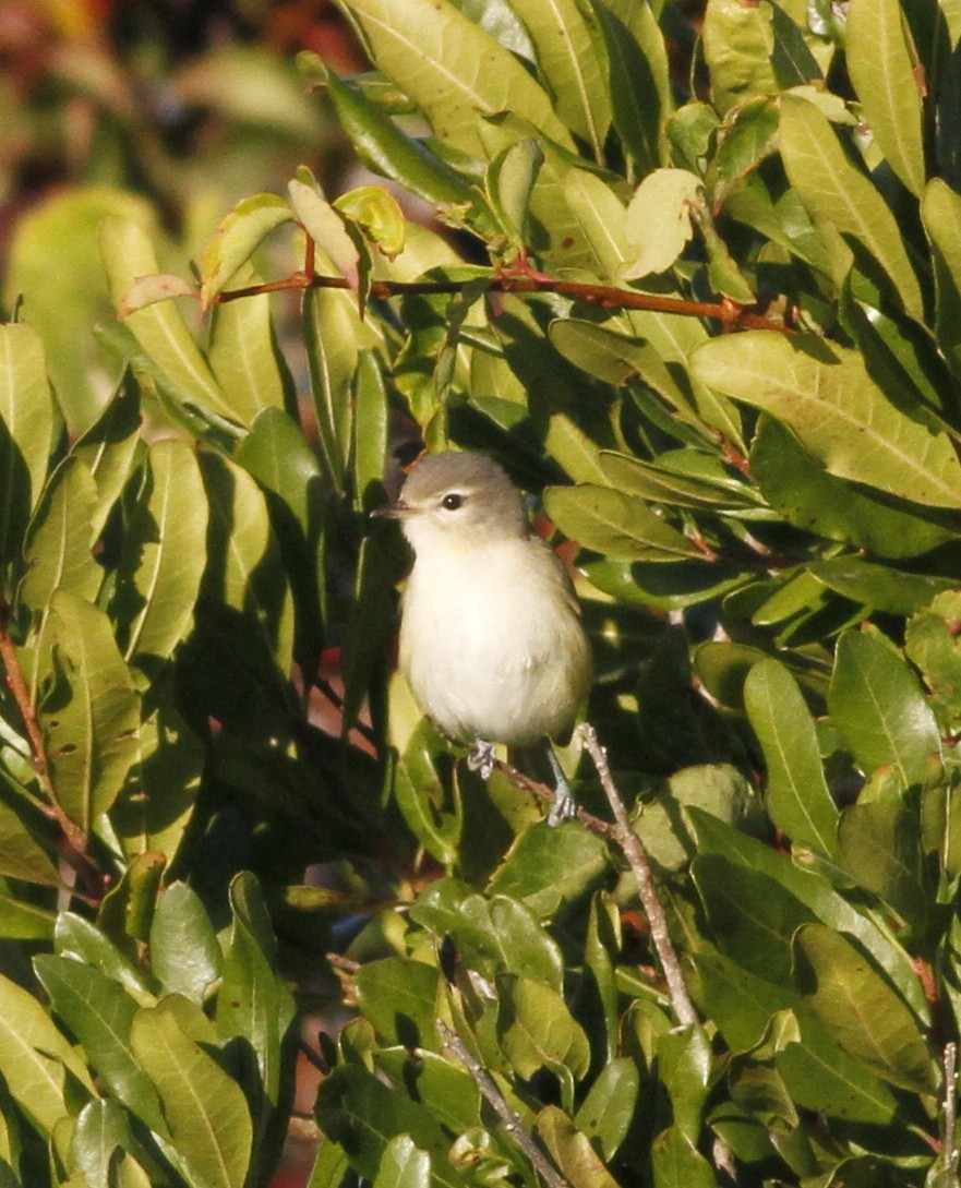 Philadelphia Vireo - ML197190311