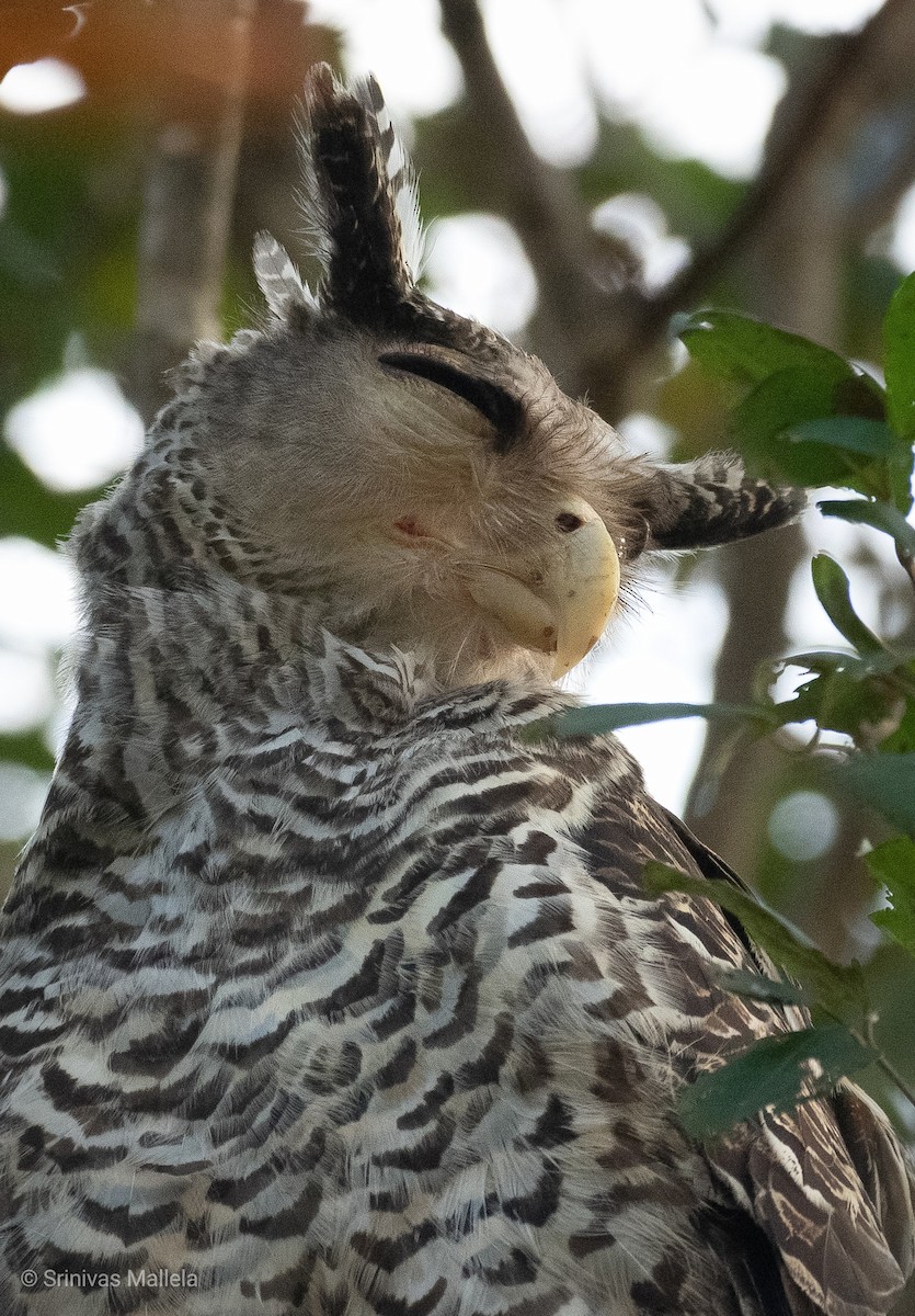 Spot-bellied Eagle-Owl - Srinivas Mallela