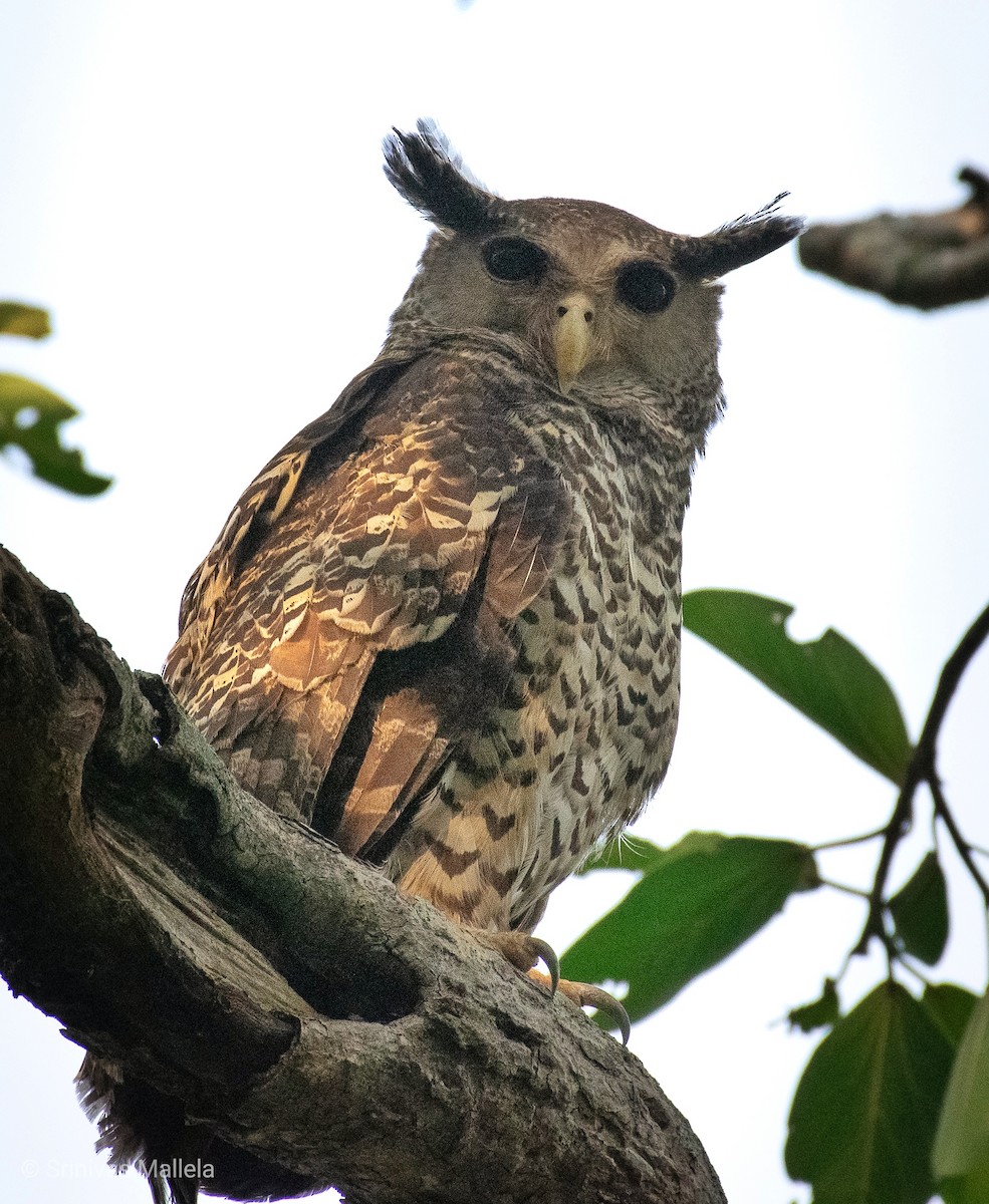 Spot-bellied Eagle-Owl - ML197190951