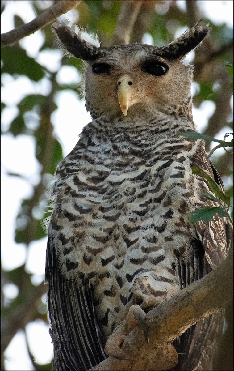 Spot-bellied Eagle-Owl - ML197190991