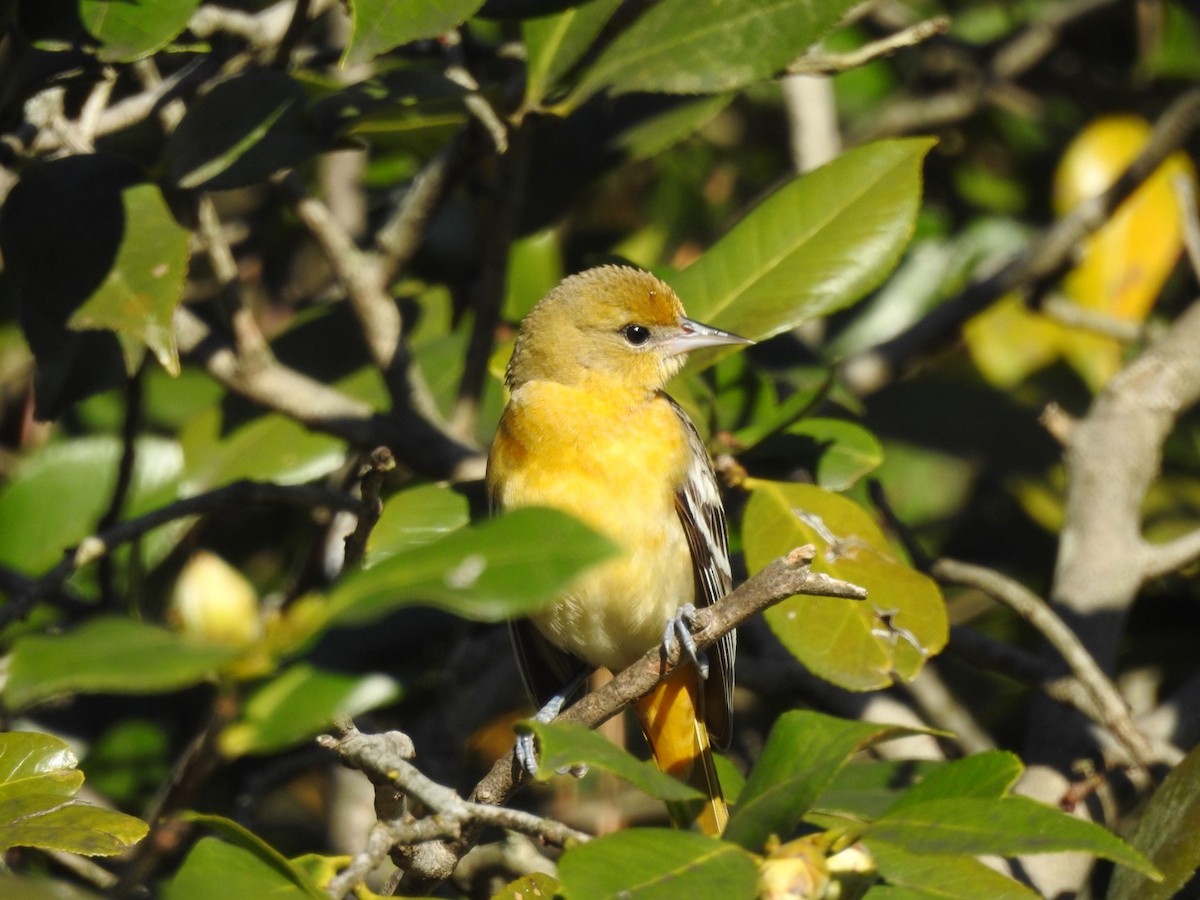 Baltimore Oriole - ML197191051