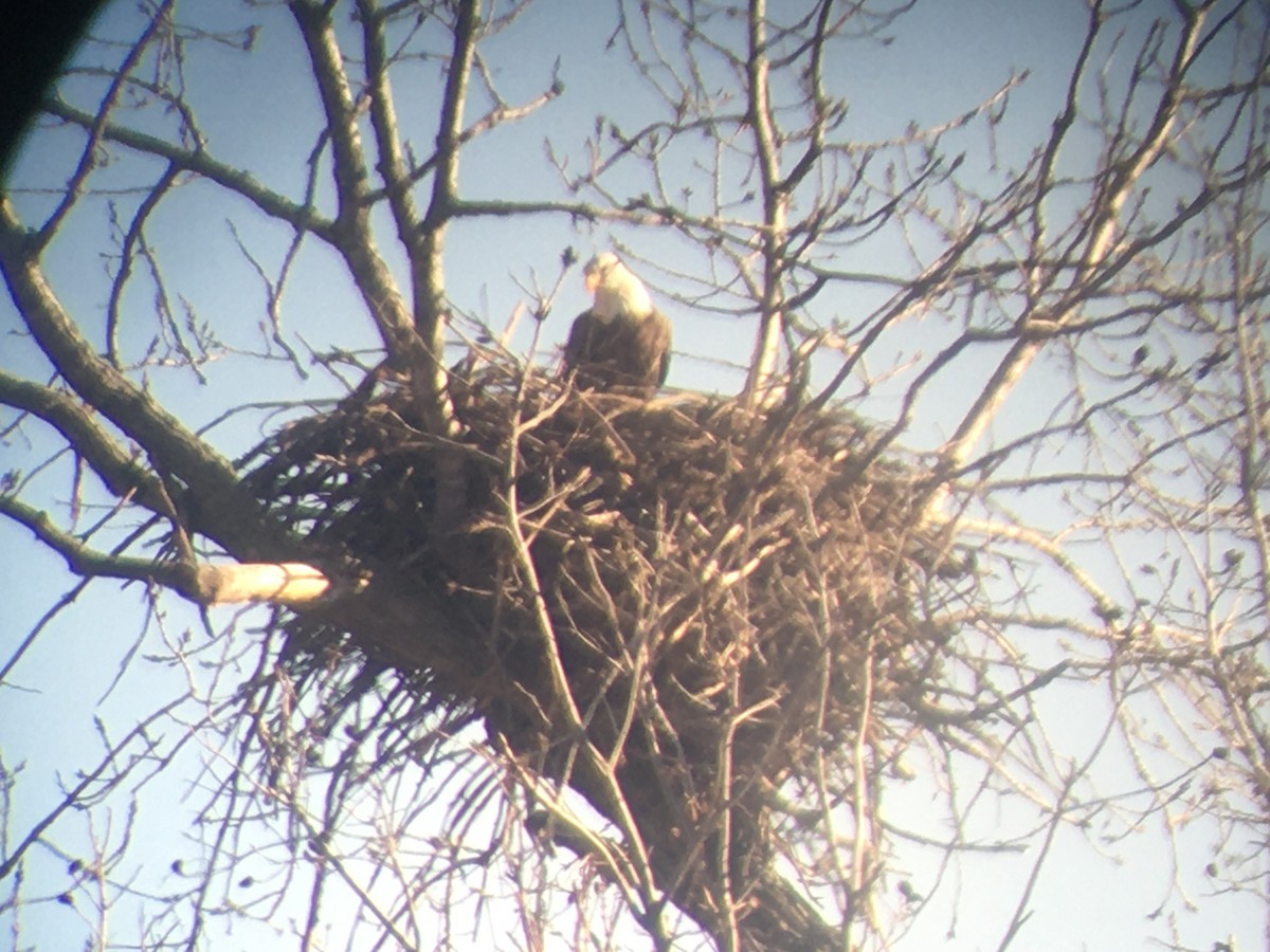 Bald Eagle - Dan Cowell