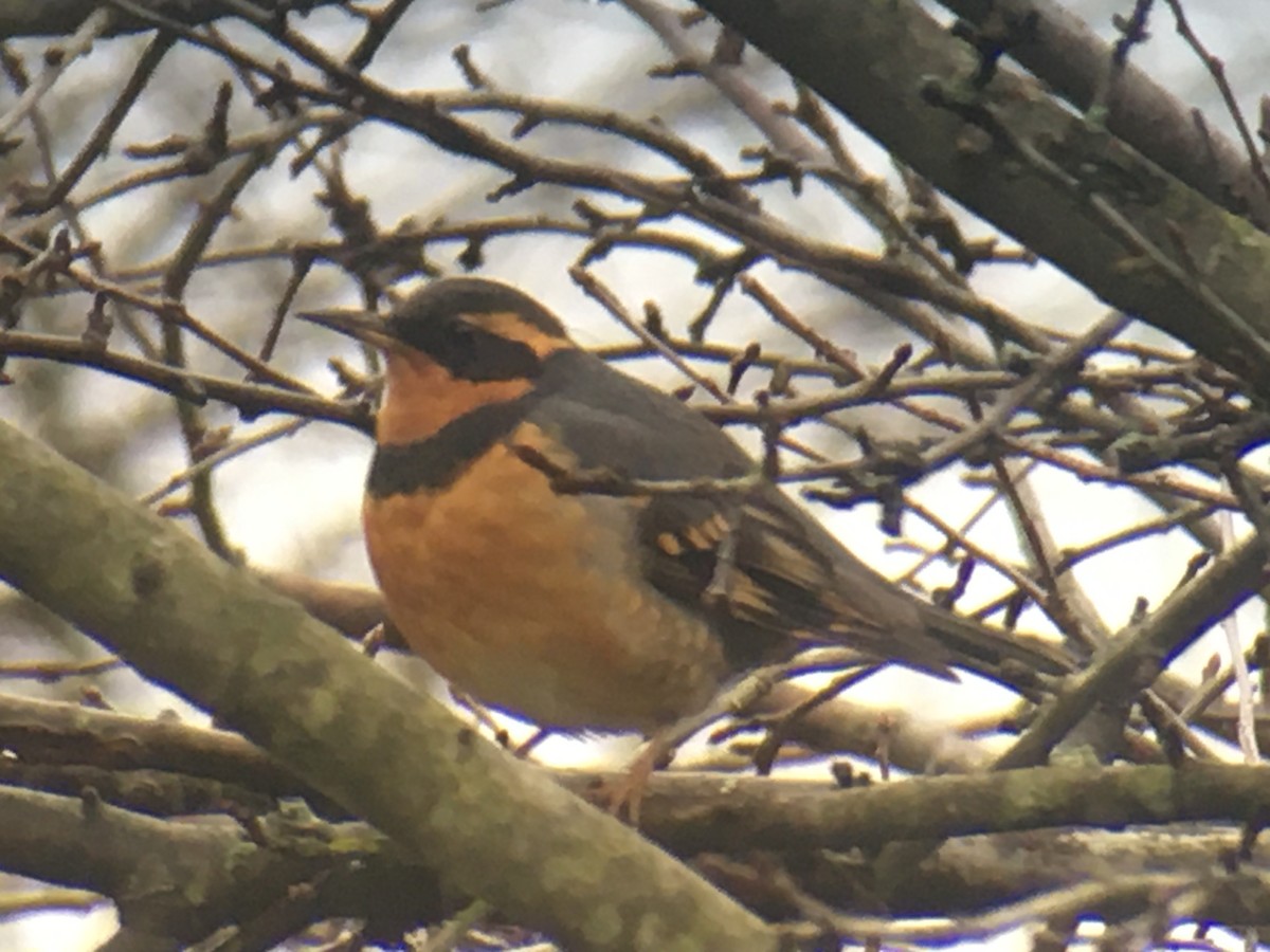 Varied Thrush - Ann Mitchell