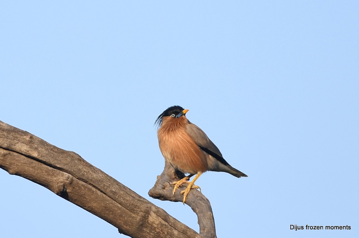 Brahminy Starling - ML197197261