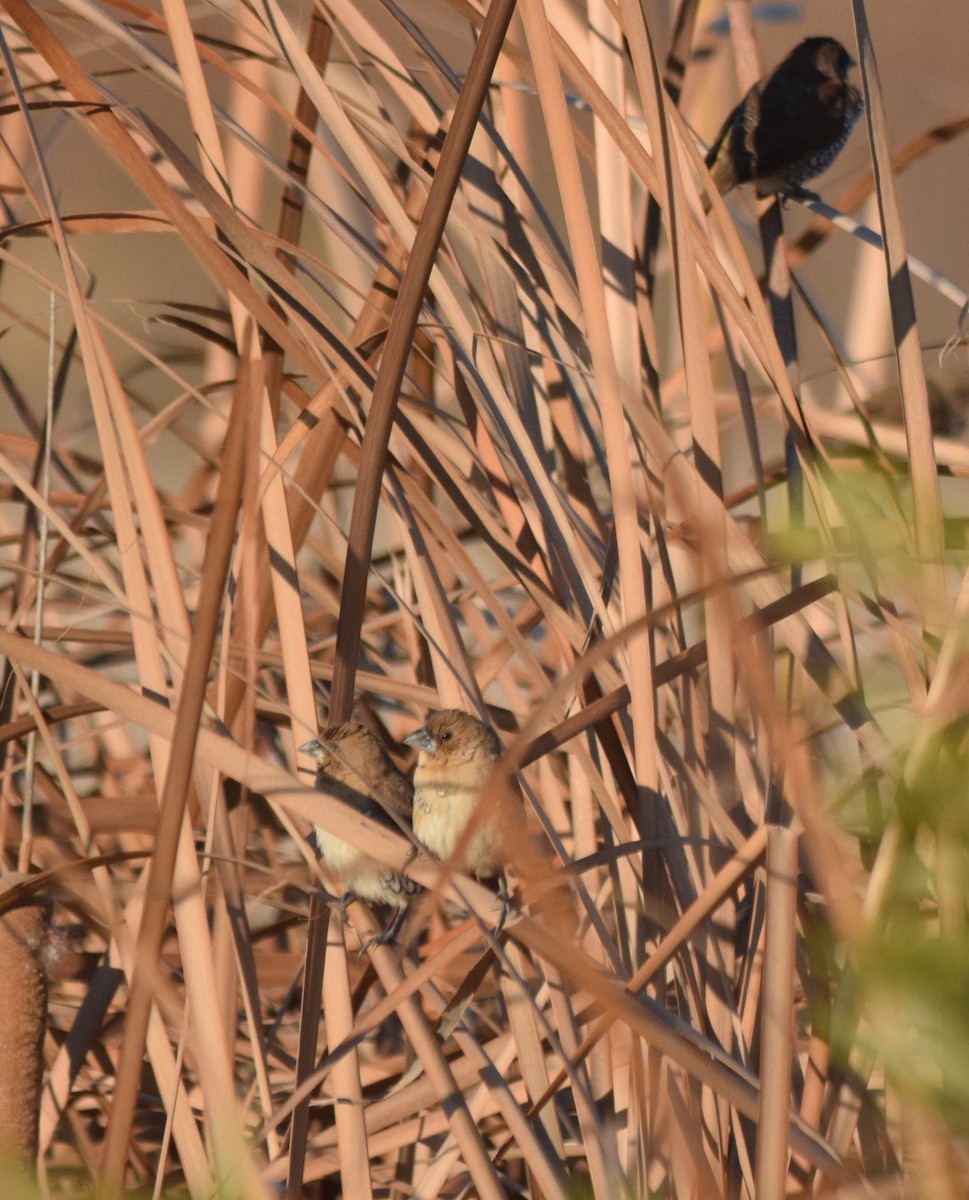 Scaly-breasted Munia - ML197197381