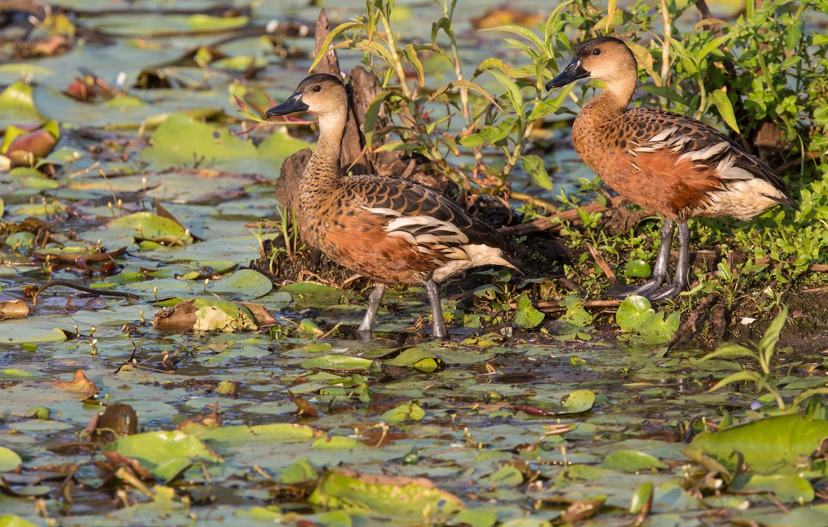 Dendrocygne à lunules - ML197197521