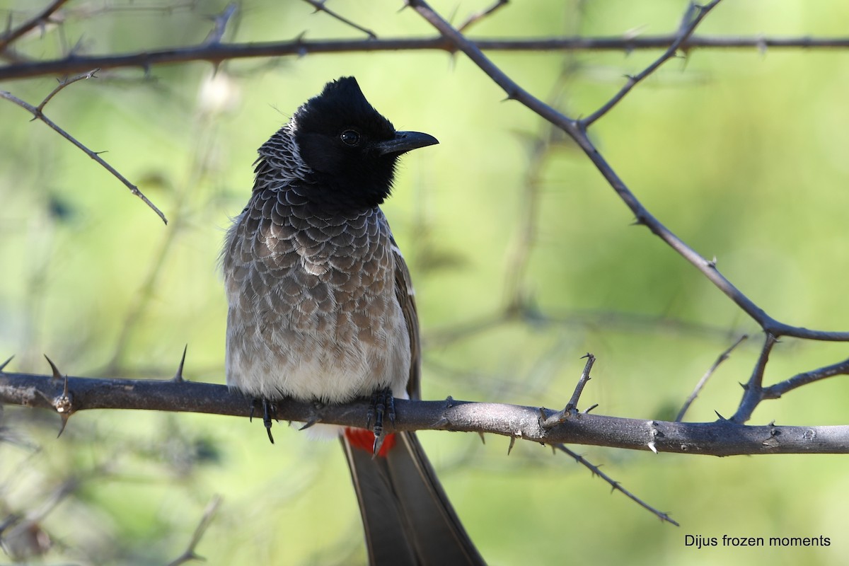 Red-vented Bulbul - ML197197531