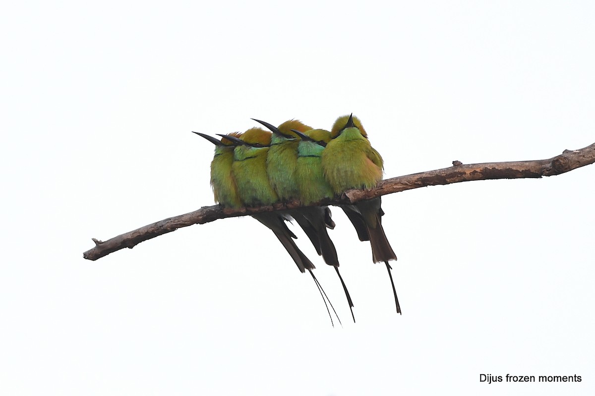 Asian Green Bee-eater - ML197197981