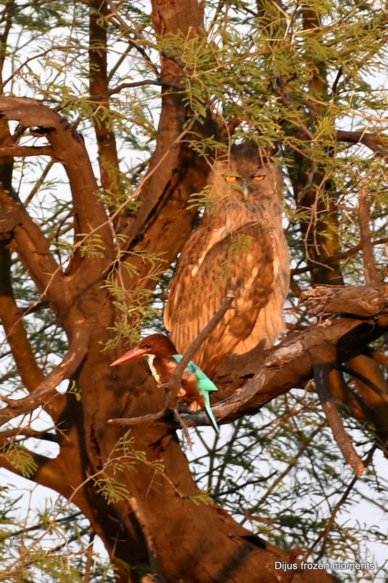 White-throated Kingfisher - ML197198021