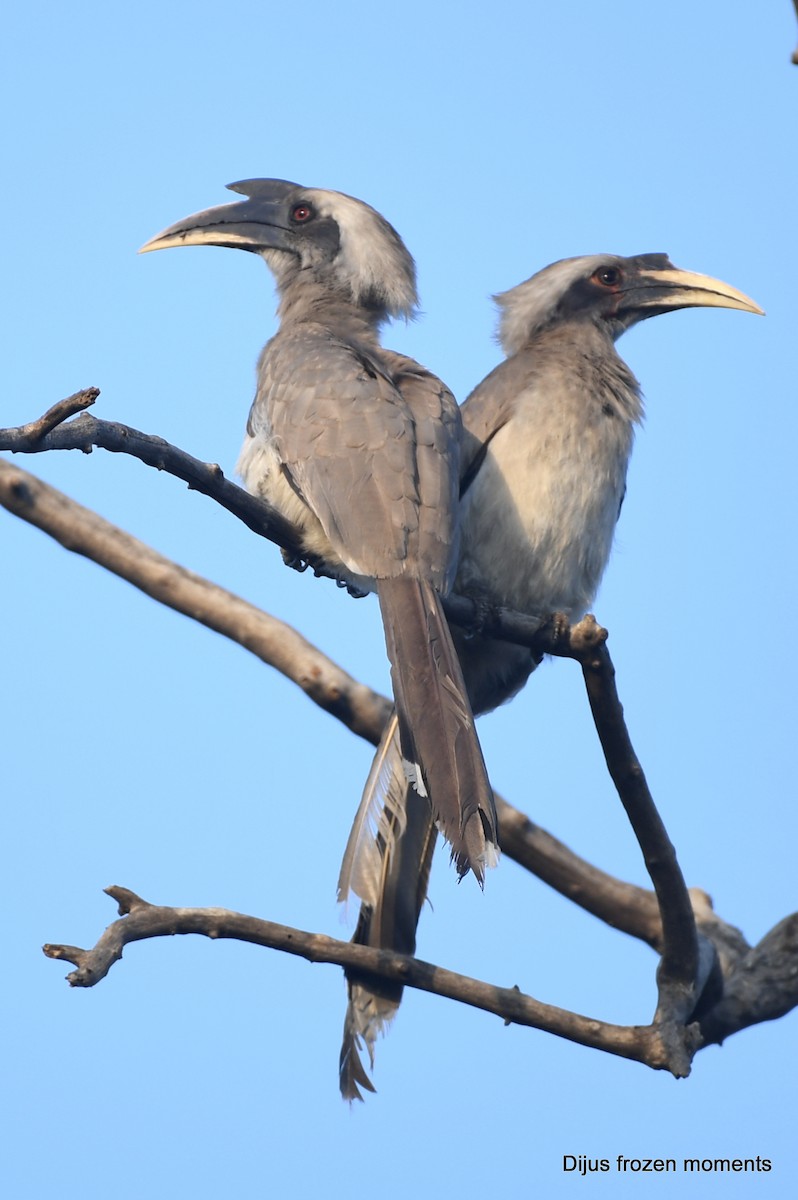 Indian Gray Hornbill - ML197198181