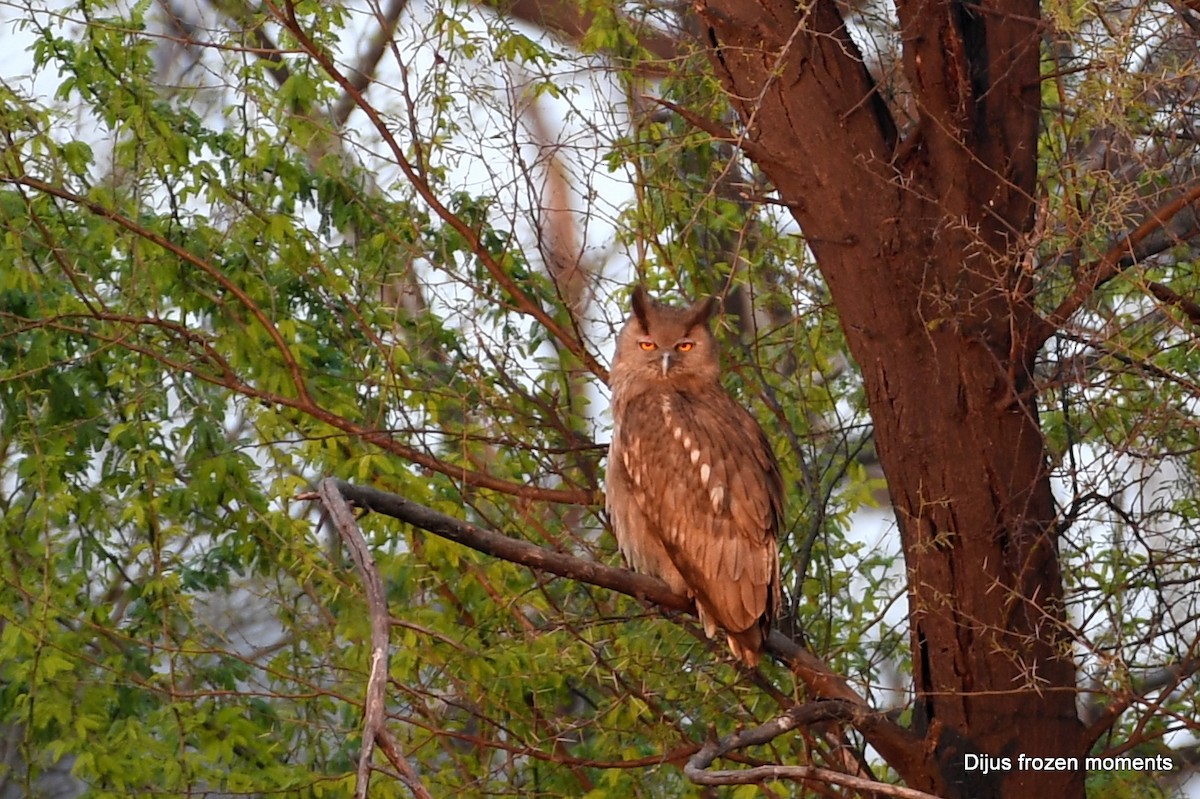 Dusky Eagle-Owl - ML197198271