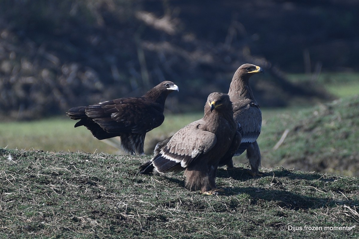 Steppe Eagle - ML197198461