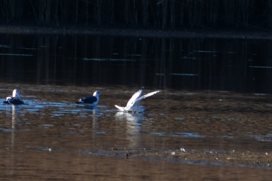 Ring-billed Gull - ML197198661