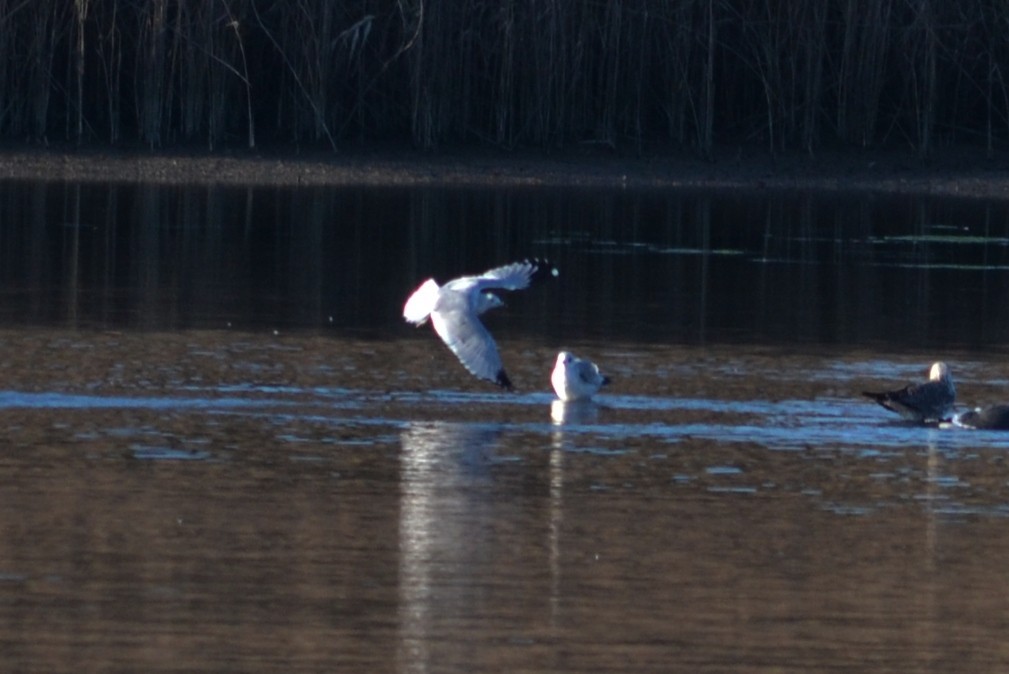 Ring-billed Gull - ML197198681